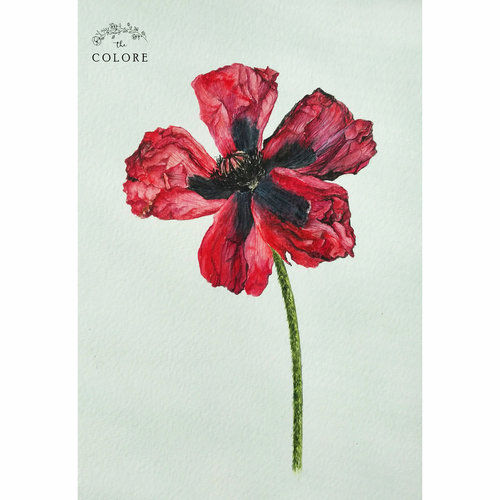 Black Poppy Flower Print Painting