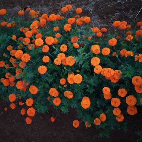 Yellow Marigold Flowers Size: Normal