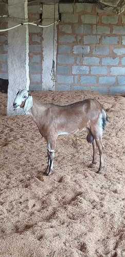 Light Brown Beetal Goat