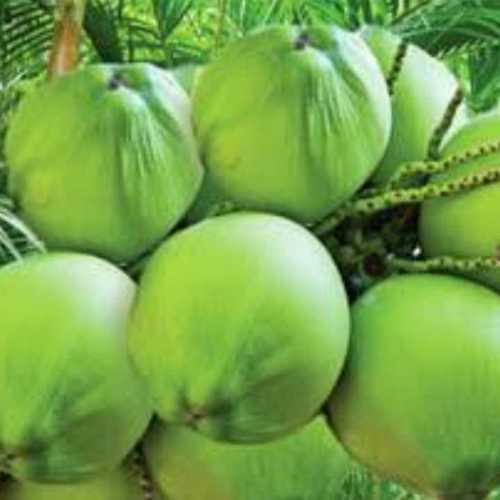 Fresh Green Tender Coconuts