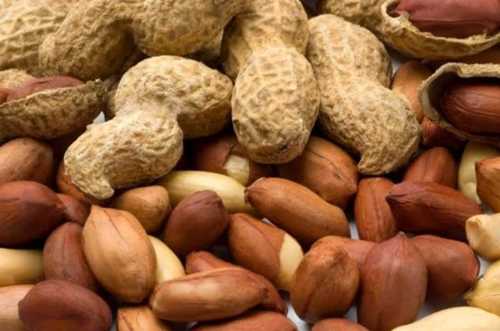 Fresh Peanuts For Nutrition