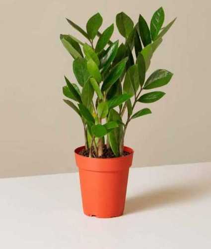 Perfect Finishing Artificial Indoor Plant