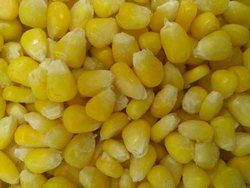 Rich In Calories Sweet Maize 