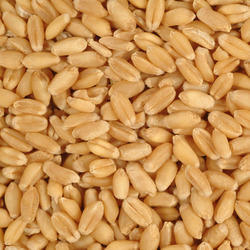 Organic Brown Color Milling Wheat