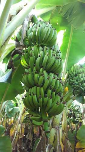 Green Tissue Culture Banana Plant