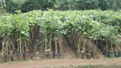 Tissue Culture Red Chandan Plant