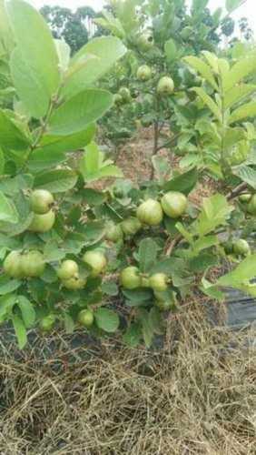 Tissue Culture VNR Guava Plant