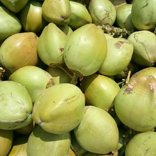 Organic Free From Impurities Green Coconut