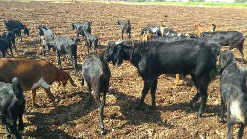 Osmanabadi Breed Black Goat Gender: Both