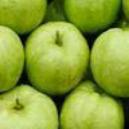 Organic Rich In Taste Green Guava