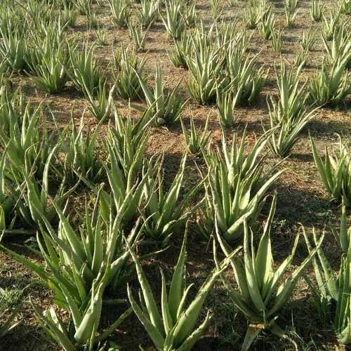 Pure Fresh Organic Aloevera Leaf Body Material: Plastic