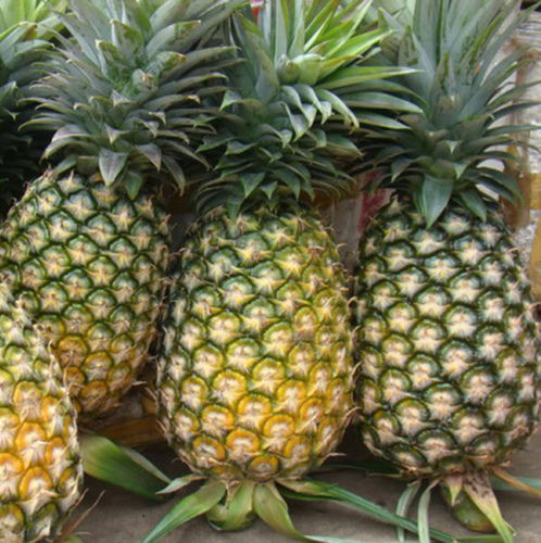 Fresh Sweet Juicy Pineapple