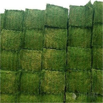 Green Color Alfalfa Hay