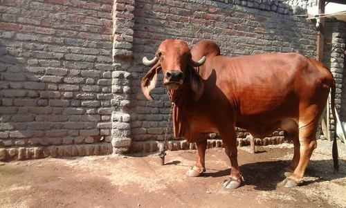 Milk Yielding Gir Cow