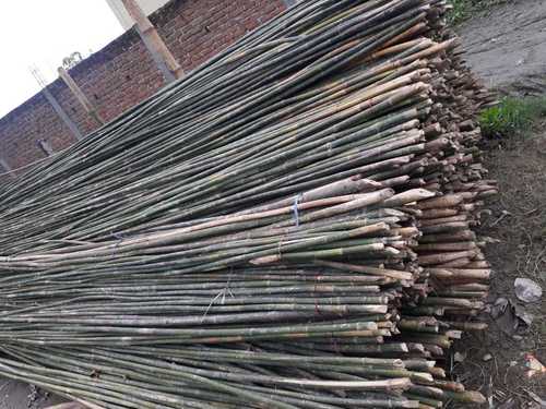 Bamboo for Agriculture and Construction Purpose
