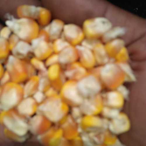 Natural Yellow Maize (Corn)