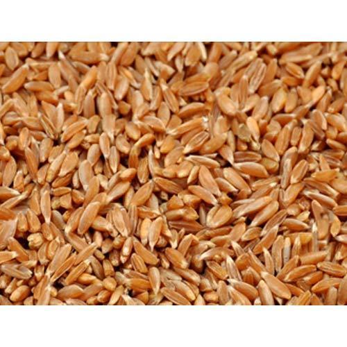 Golden Pure Wheat Grain (Golden)