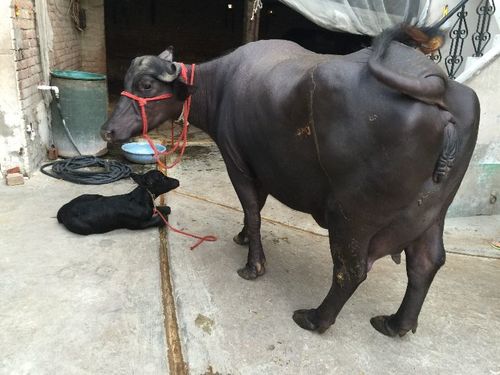 Black Desi Murrah Buffalo (Bubalus Bubalis)