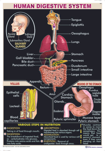 विभिन्न रंग उपलब्ध हैं ह्यूमन डाइजेस्टिव सिस्टम चार्ट