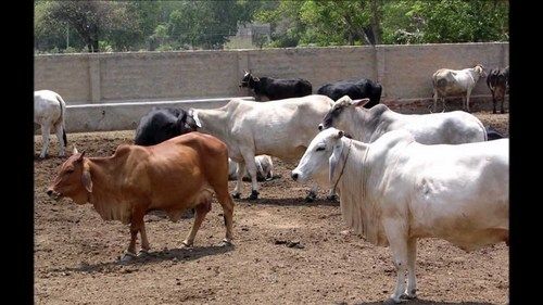 Live Tharparkar Cow