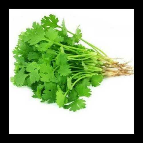 Natural Green Coriander Leaves