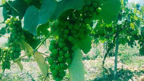 Common Fresh Indian Green Grapes