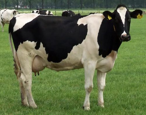 Indian Healthy Cattle Hf Cow