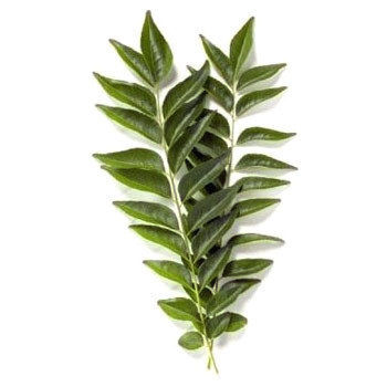 Curry Leaf (Murraya Koinigii)