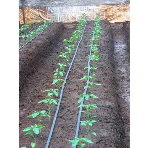 Thin Wall Drip Irrigation System Application: Agriculture