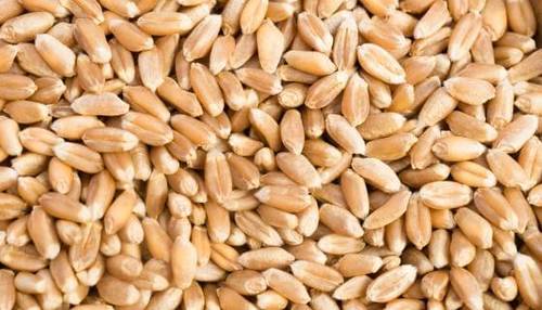 Light Brown High Protein Wheat Grain