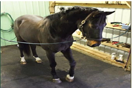 Horse Trailer Rubber Mats