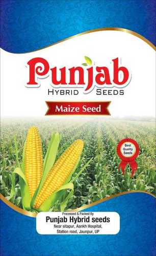 Yellow Jaunpuri Hybrid Maize Seeds