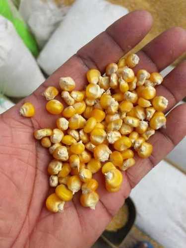 Loose Hybrid Maize Seeds