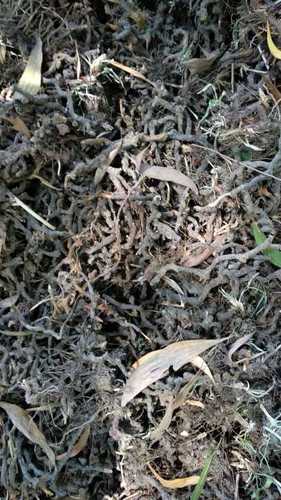 Pure Natural Nagarmotha Root