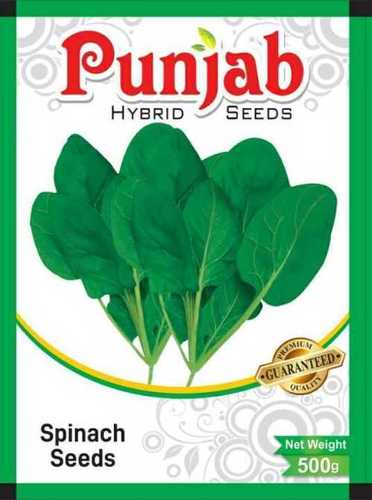 Sadabhar Spinach All Green Seeds