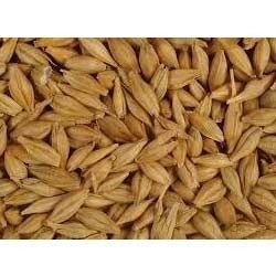 Barley Seed