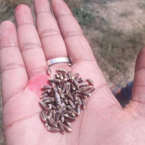 Organic Black Wheat Rich In Dietary Fibers