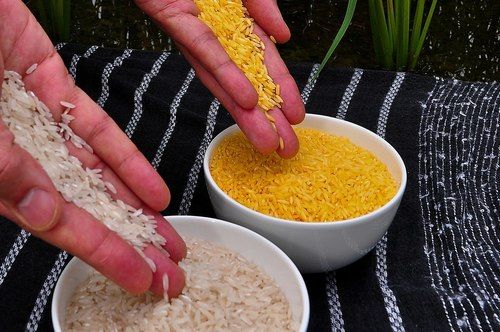 High in Protein Golden Rice