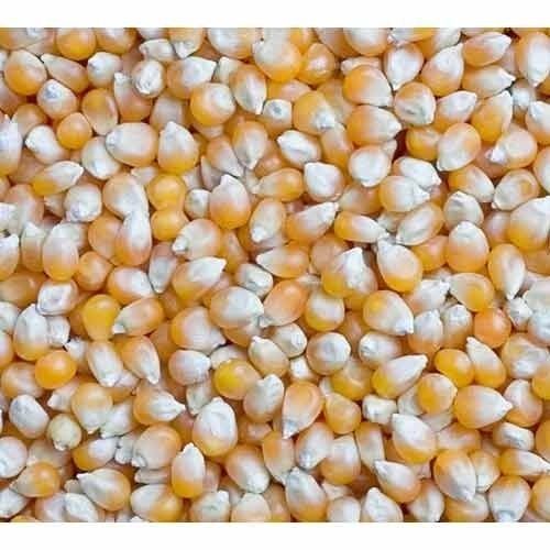 Yellow Impurities Free Corn Seed