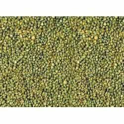 Low Price Green Millet Seed
