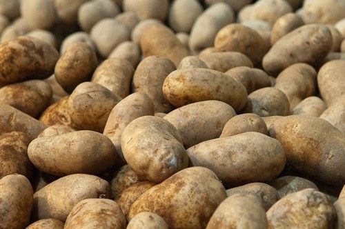 Fresh Potato Vegetable