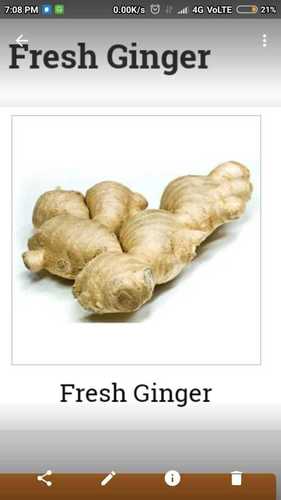 Light Brown Fresh Ginger Shelf Life: 1-3 Months