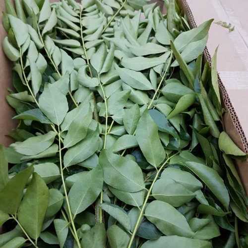 Organic Export Quality Curry Leaves