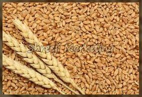 Dried Organic Whole Wheat