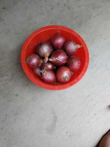 Round Export Quality Fresh Red Onion