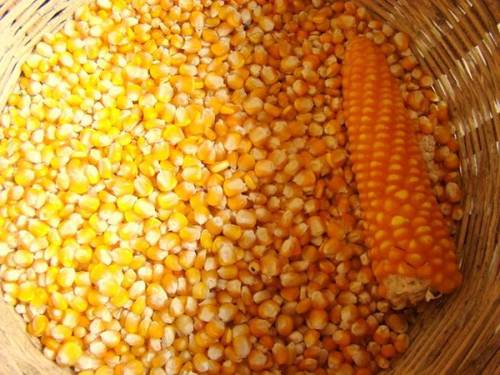 Farm Fresh Yellow Corn