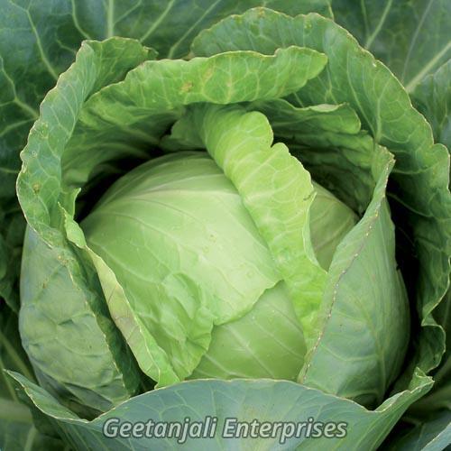 Fresh Green Cabbage - Organic Vegetable in Various Sizes (1 to 50 Kg) | Whole, Round Shape, Nutritious, Delicious Taste, Origin: India, Shelf Life: 5-10 Days