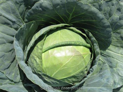 Round Fresh Hybrid Cabbage