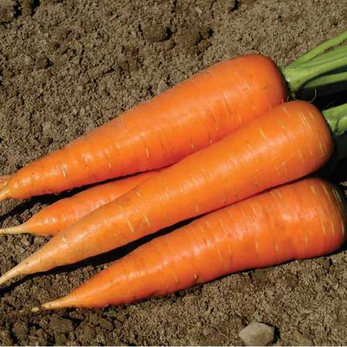 Natural Pure Fresh Carrot