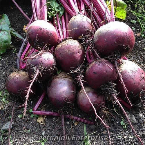 Round Organic Fresh Beetroot